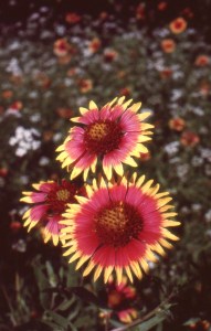 Indian Blankets